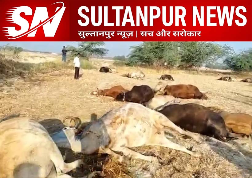 24-cattle-found-dead-on-sultanpur-highway-police-investigation