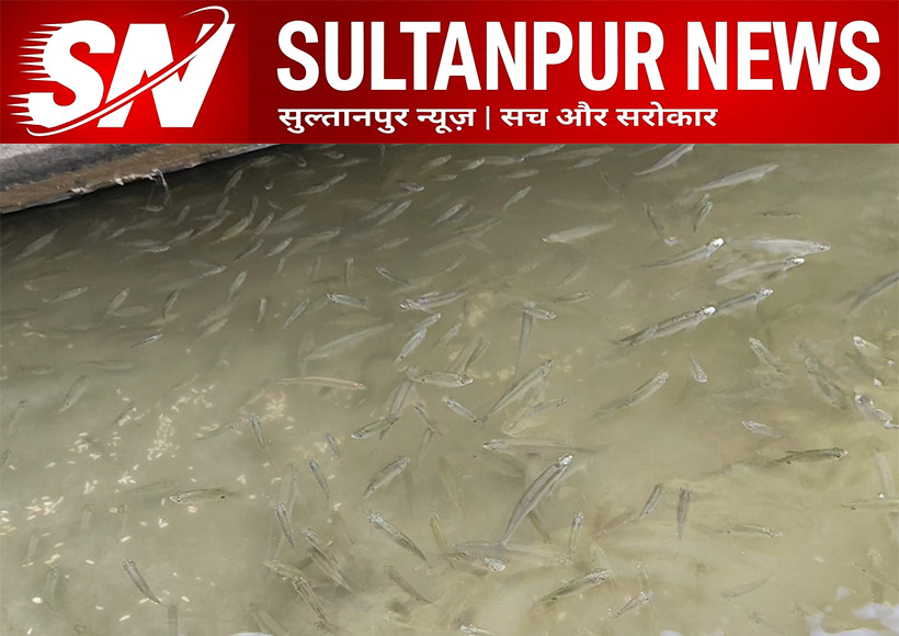 sultanpur-sitakund-dham-gomti-river-dead-fish-pollution-investigation