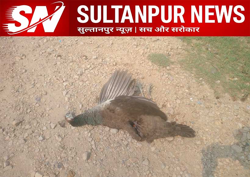 national-bird-peacock-found-dead-under-suspicious-circumstances-sultanpur